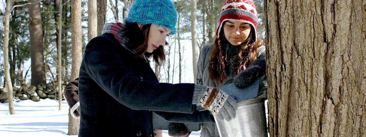 Students collecting sap from a tree