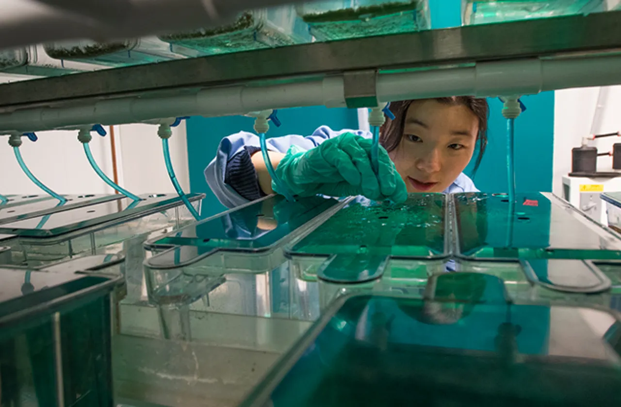 Student in Michael Barresi's lab