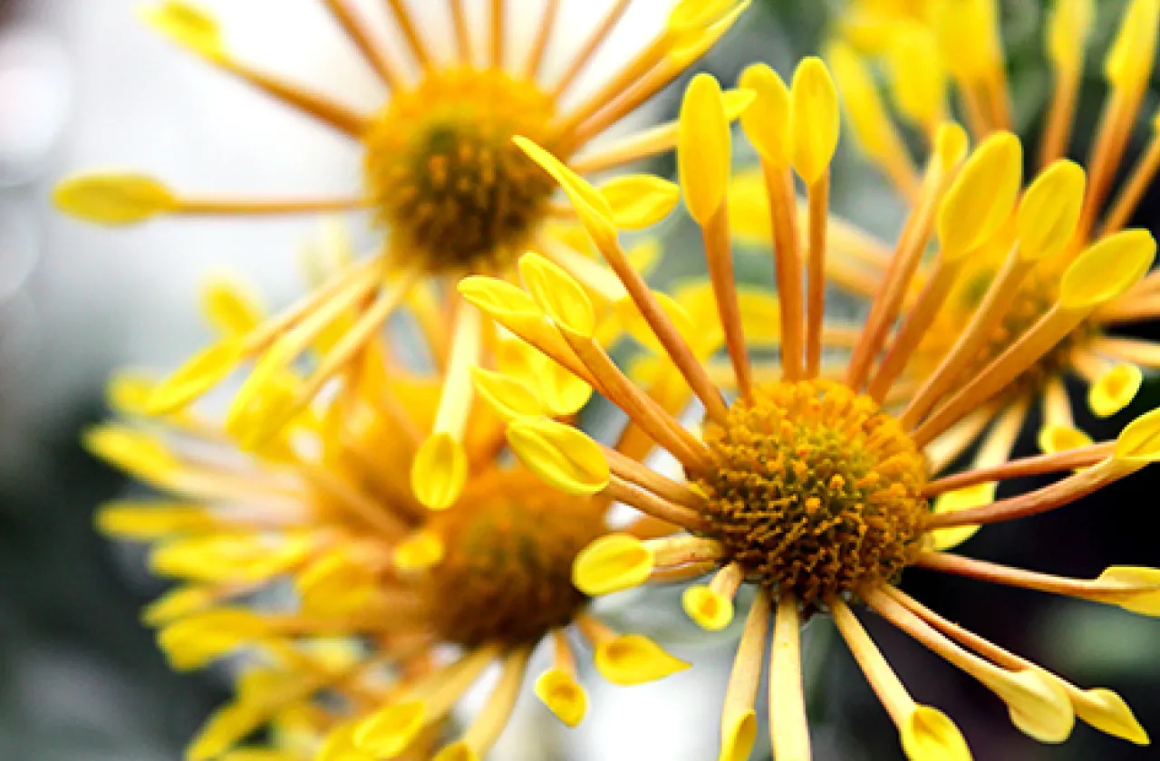 Yellow flower in the annual Mum Show