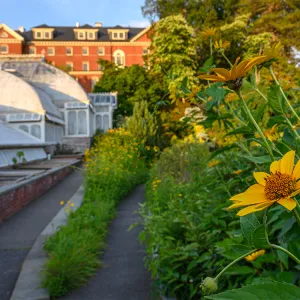 Yellow flowers alongside the Lyman Conservatory with Chapin Hall in the background