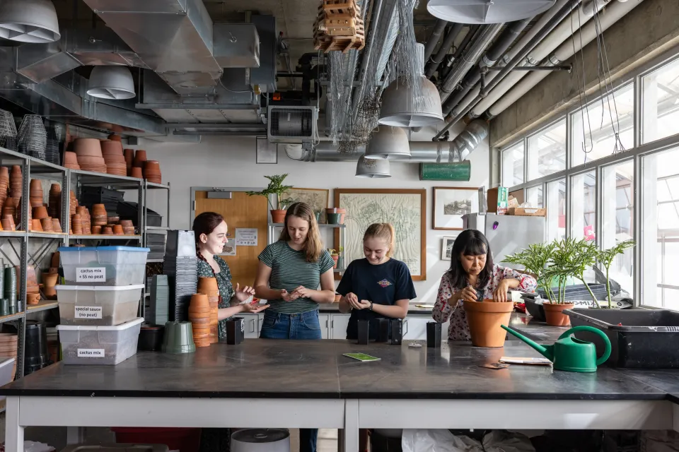 Atsuko Takahashi and three Smith students plant ginkgo seeds in small pots in the Lyman potting room