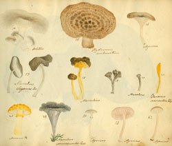 Fungi selecti picti watercolors by Orra White Hitchcock